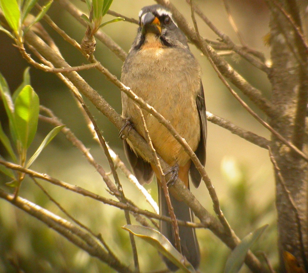 Thick-billed Saltator - ML206215491