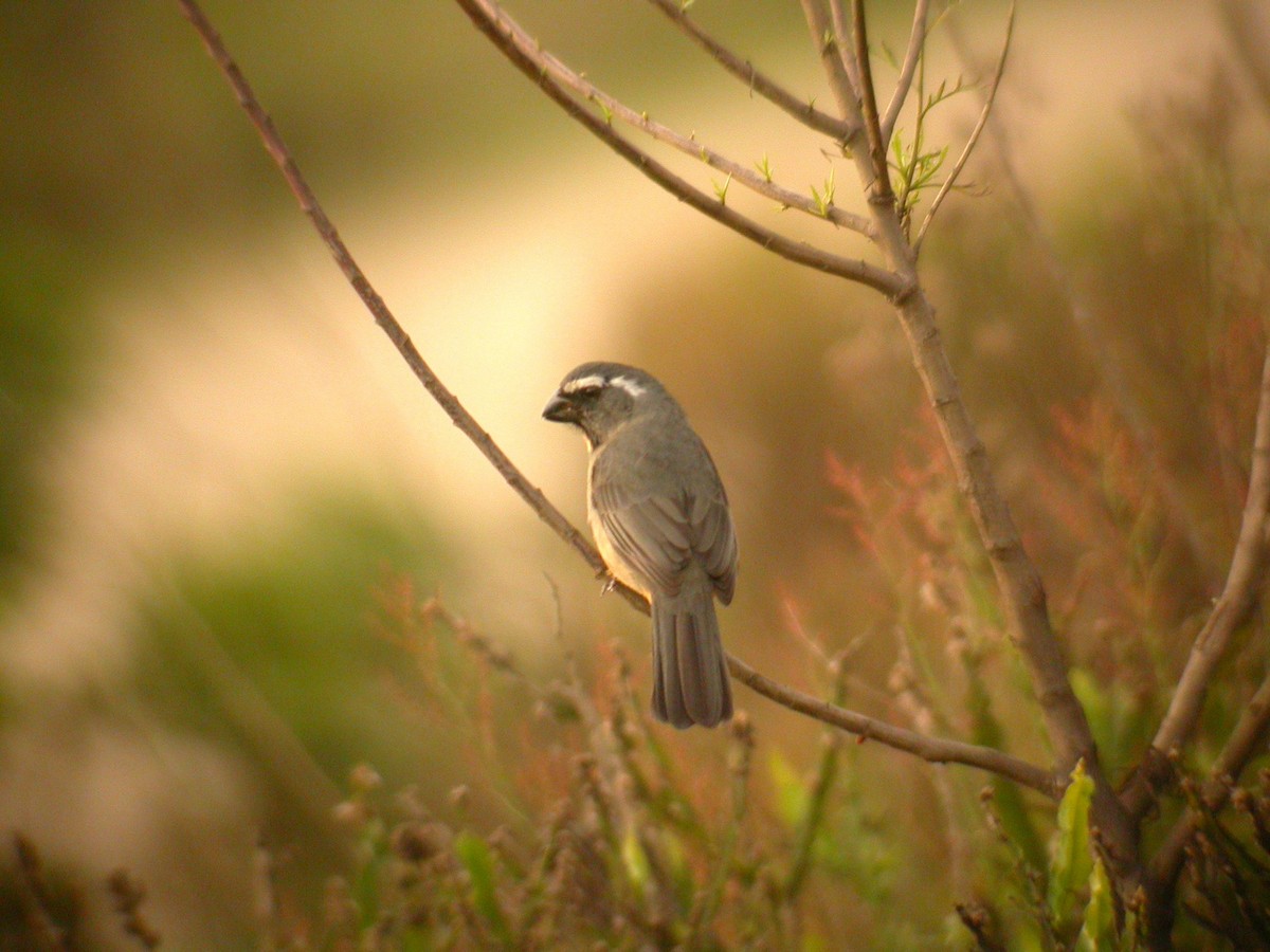 Thick-billed Saltator - ML206215631