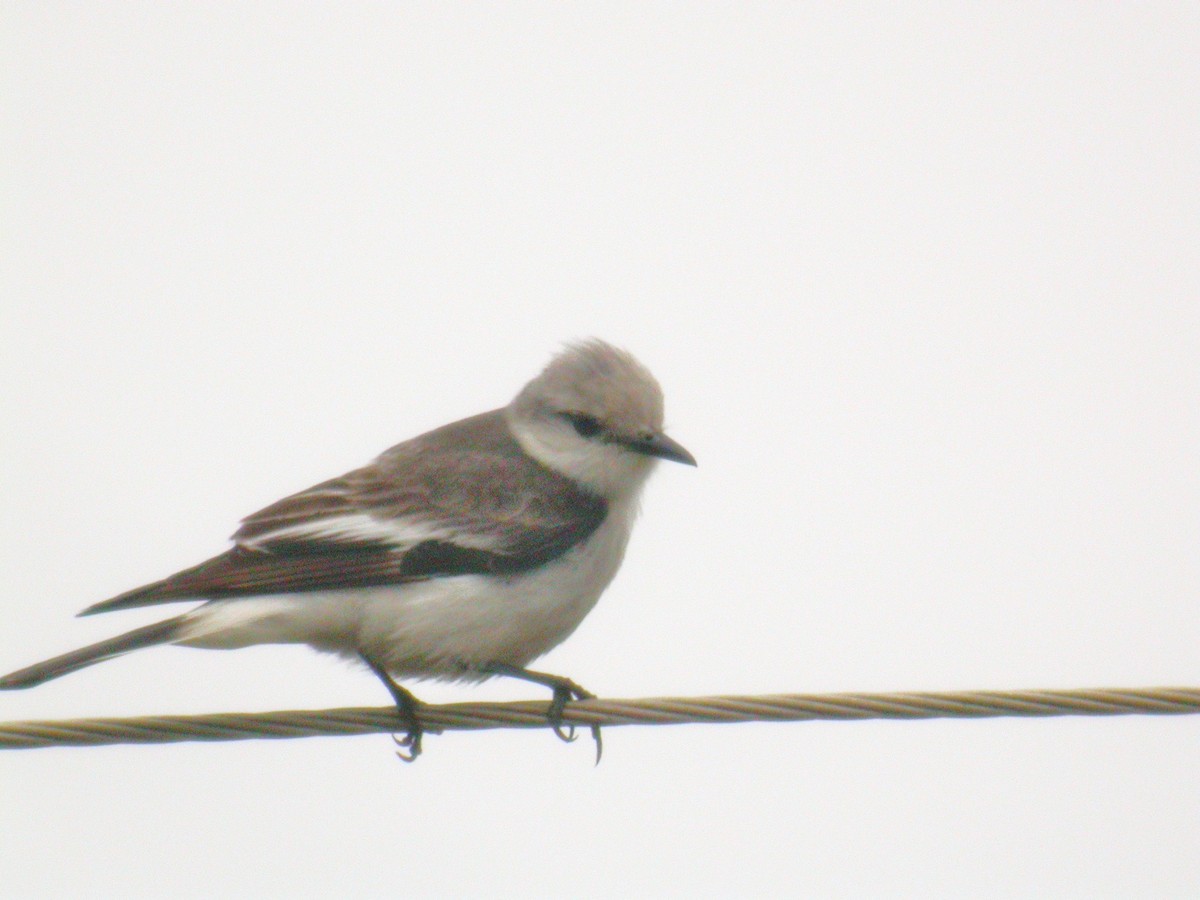 White-rumped Monjita - ML206215861