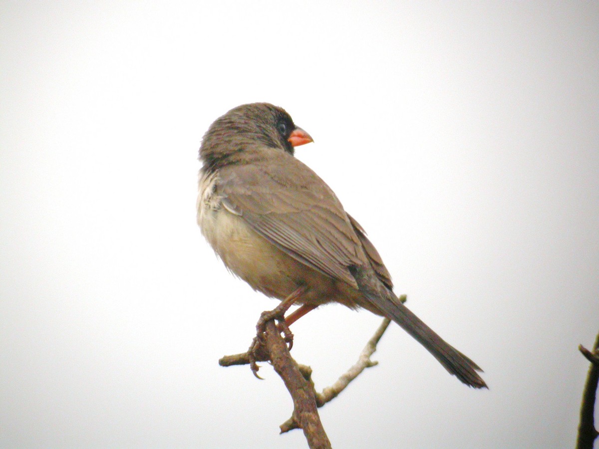 Black-throated Saltator - Daniel Jimenez