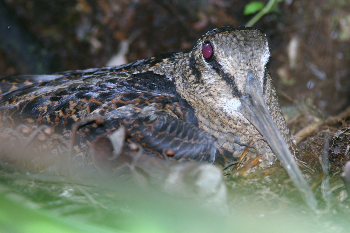 Bukidnon Woodcock - ML206216121