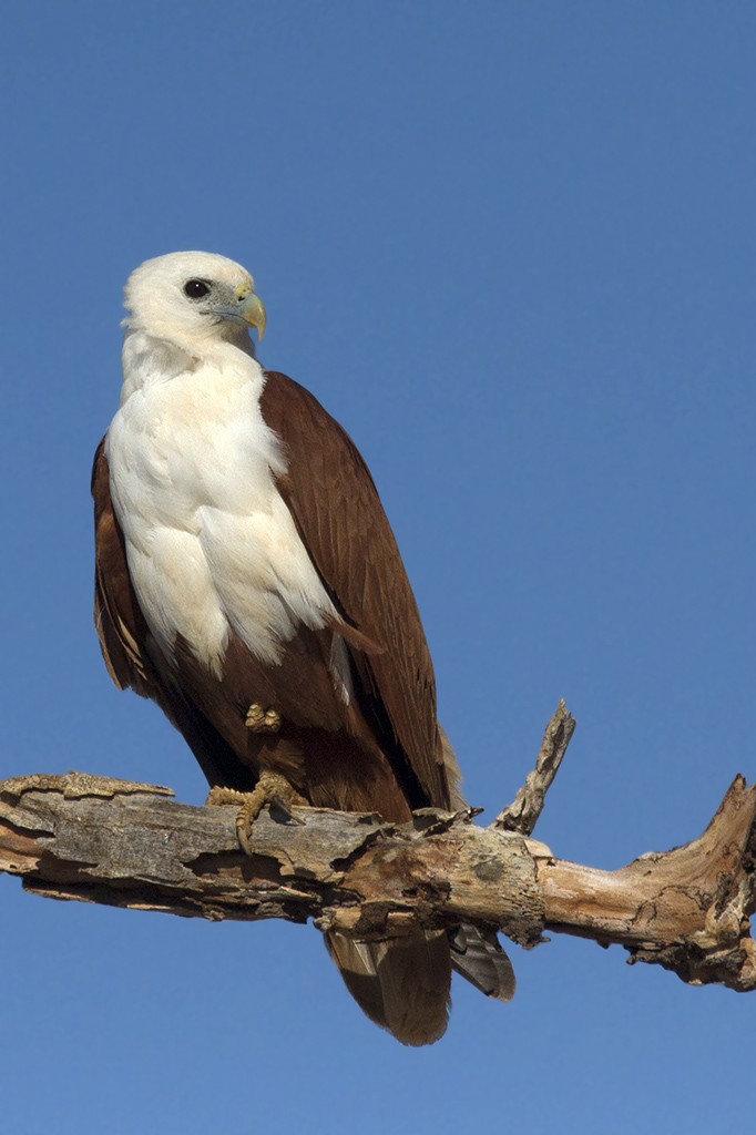 Brahminy Kite - Leslie George