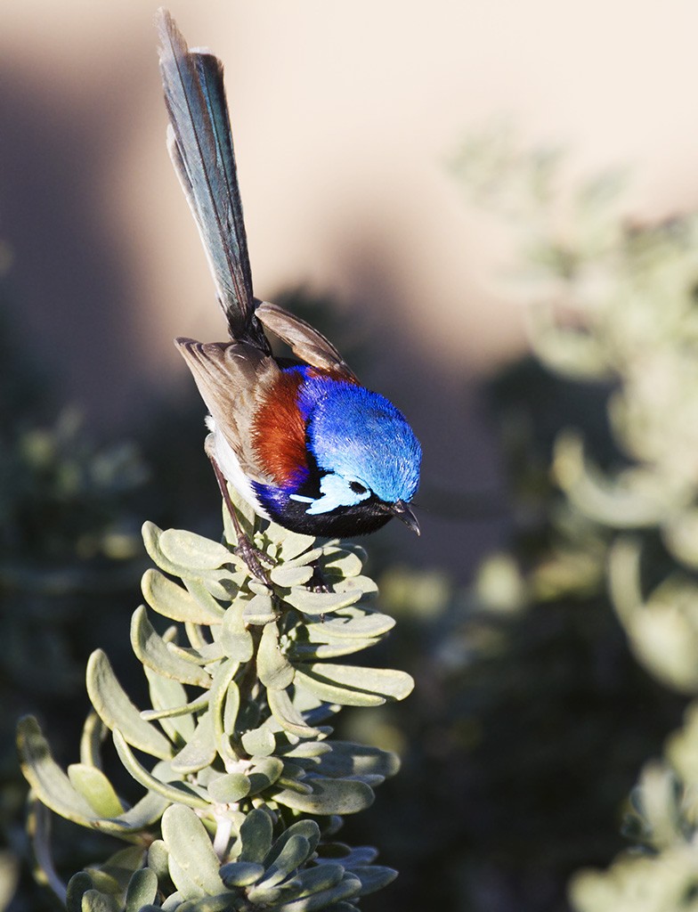 Purple-backed Fairywren - ML206216381