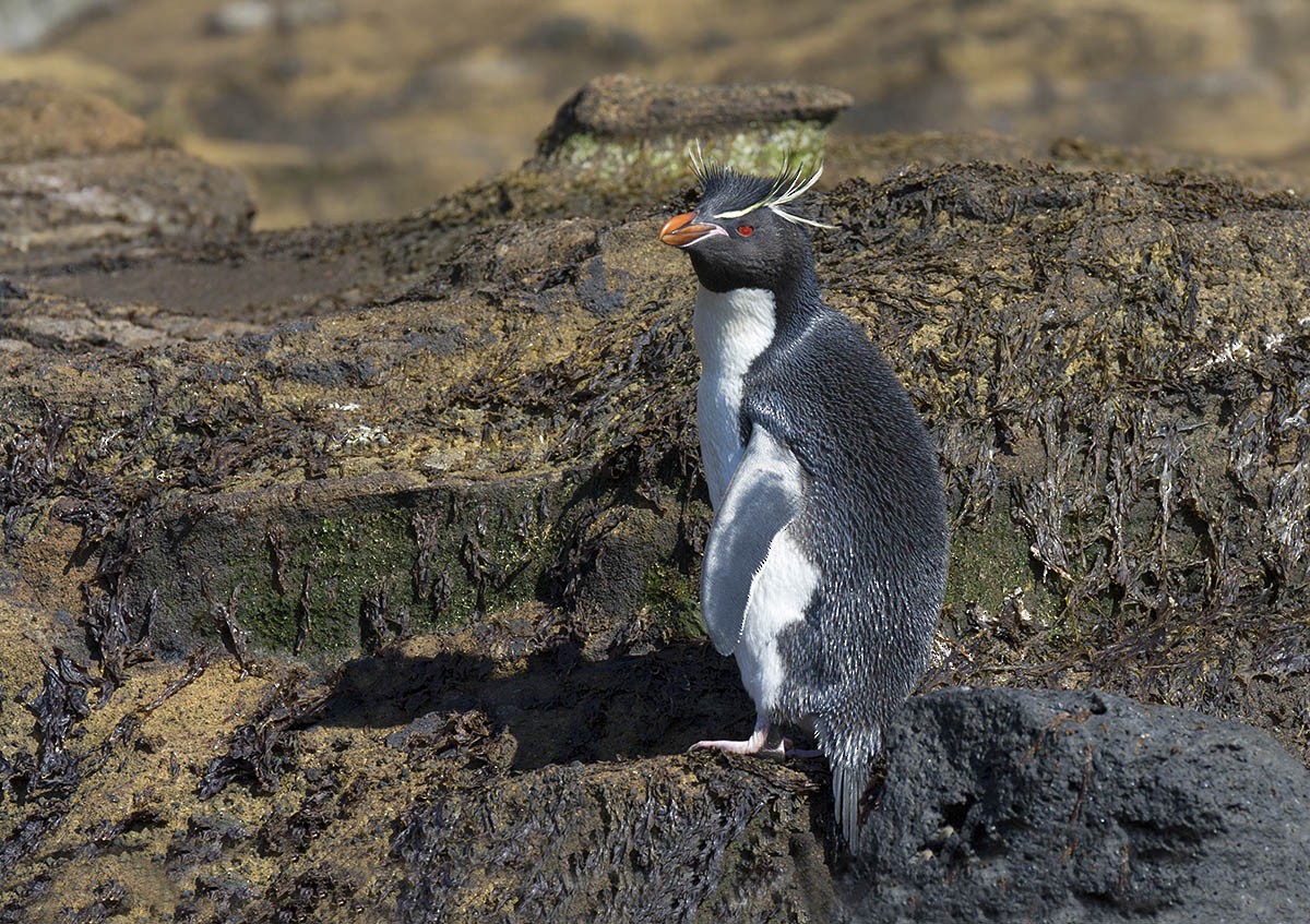 Southern Rockhopper Penguin - Leslie George