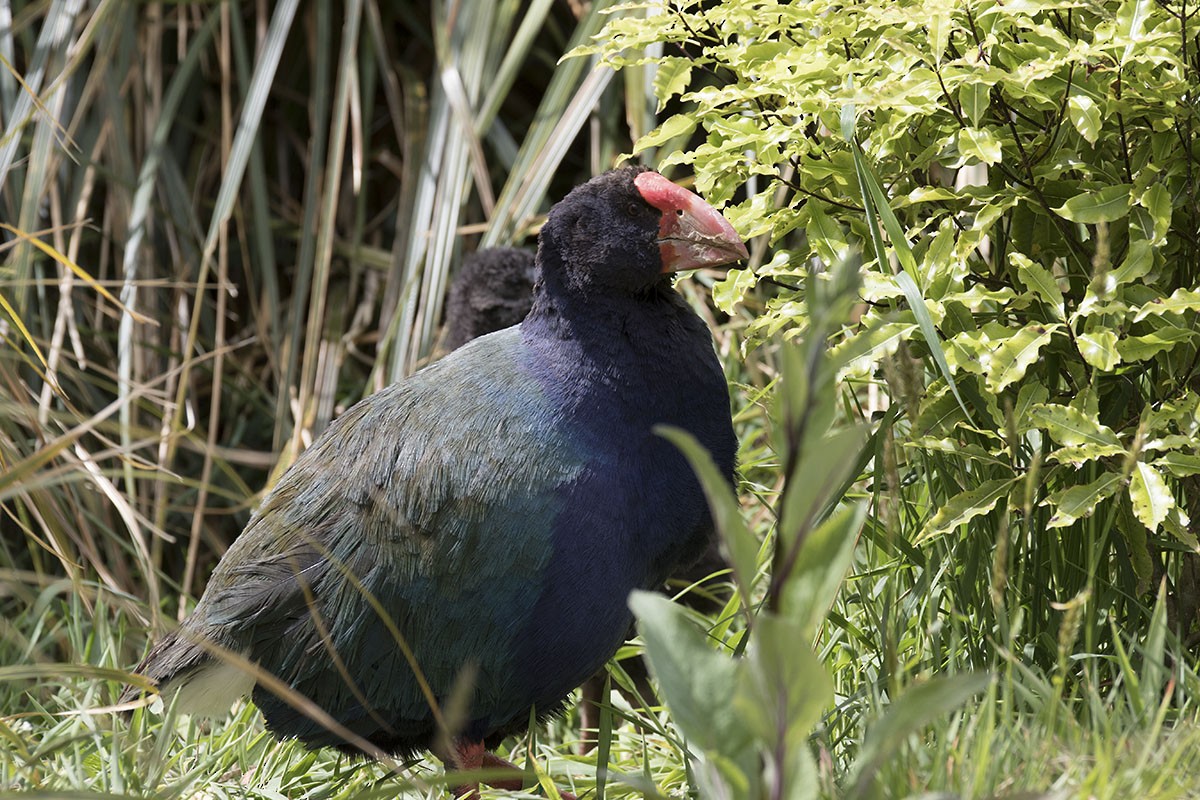 Calamón Takahe - ML206216751