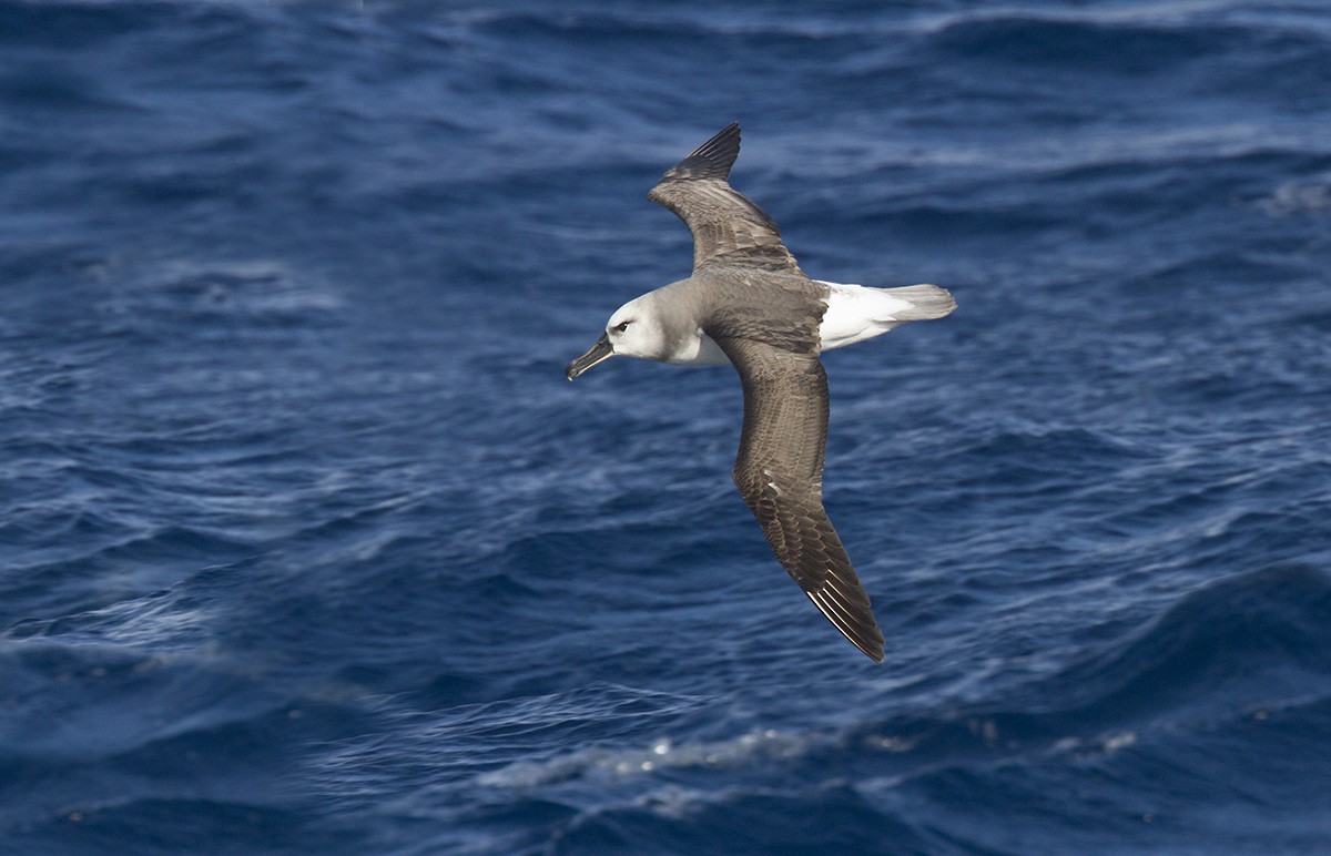 Albatros Cabecigrís - ML206216981