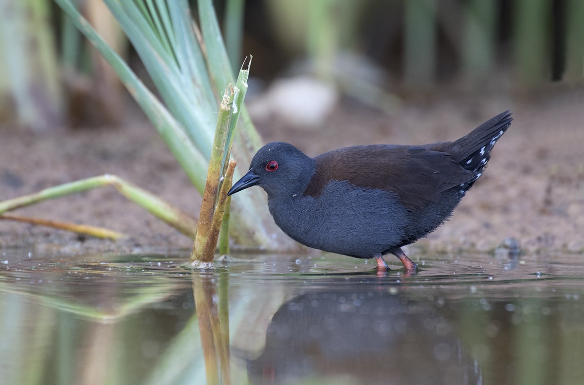 Spotless Crake - Leslie George
