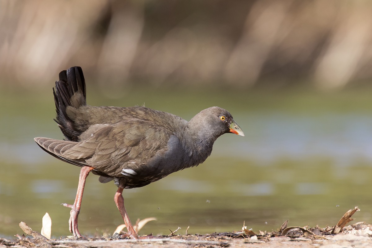 Gallinule aborigène - ML206217101