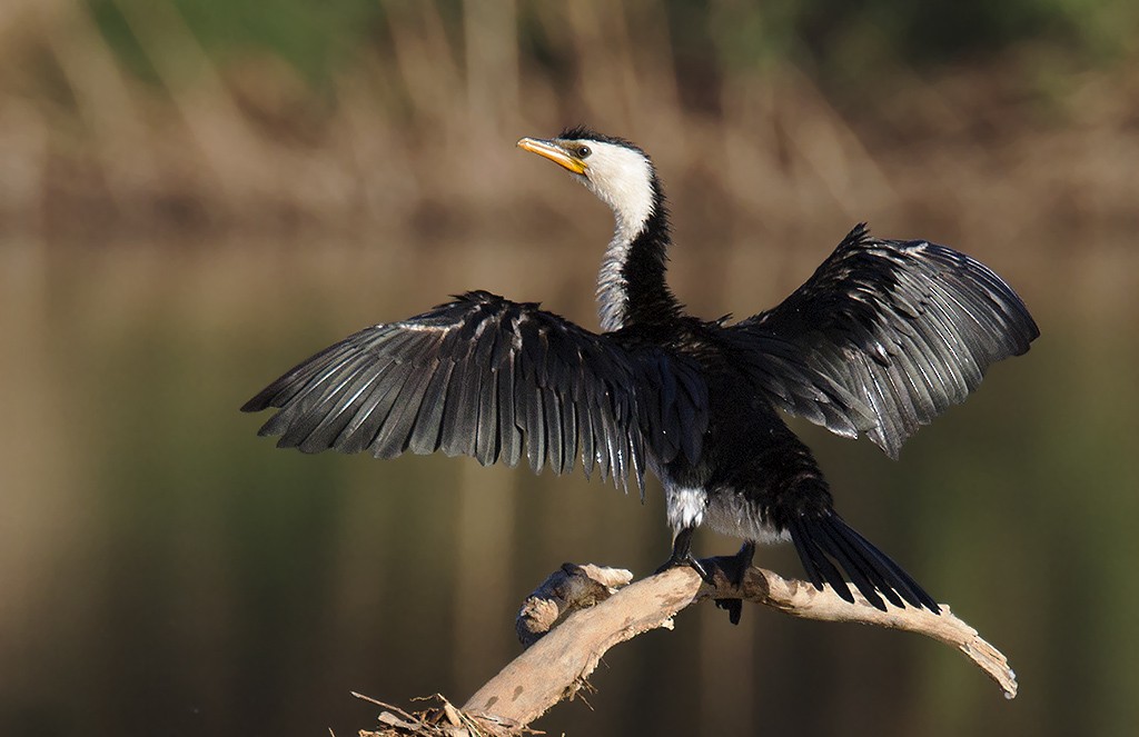 Little Pied Cormorant - ML206217141