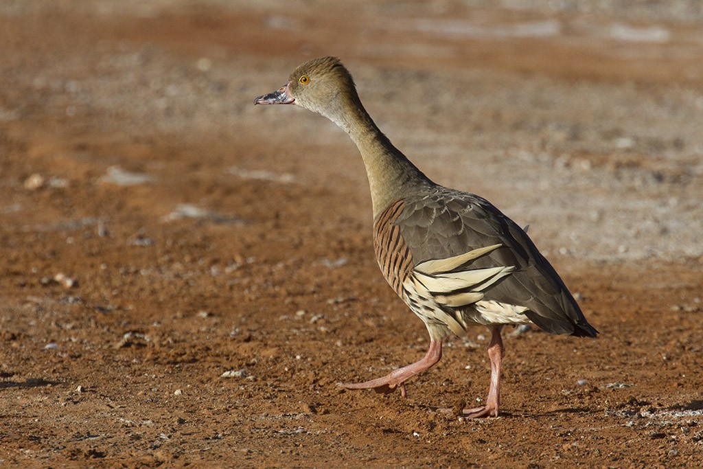 Plumed Whistling-Duck - Leslie George