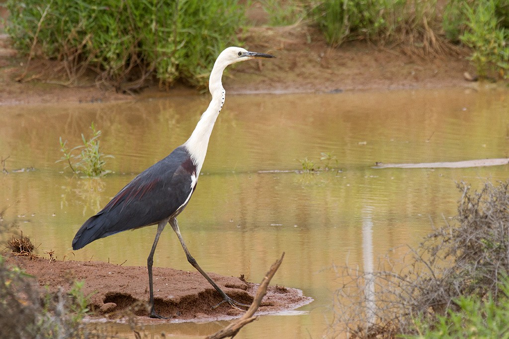 Pacific Heron - Leslie George