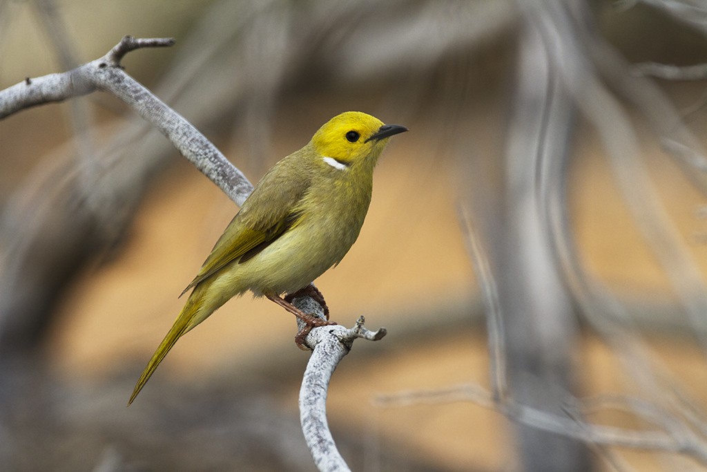 White-plumed Honeyeater - ML206217511