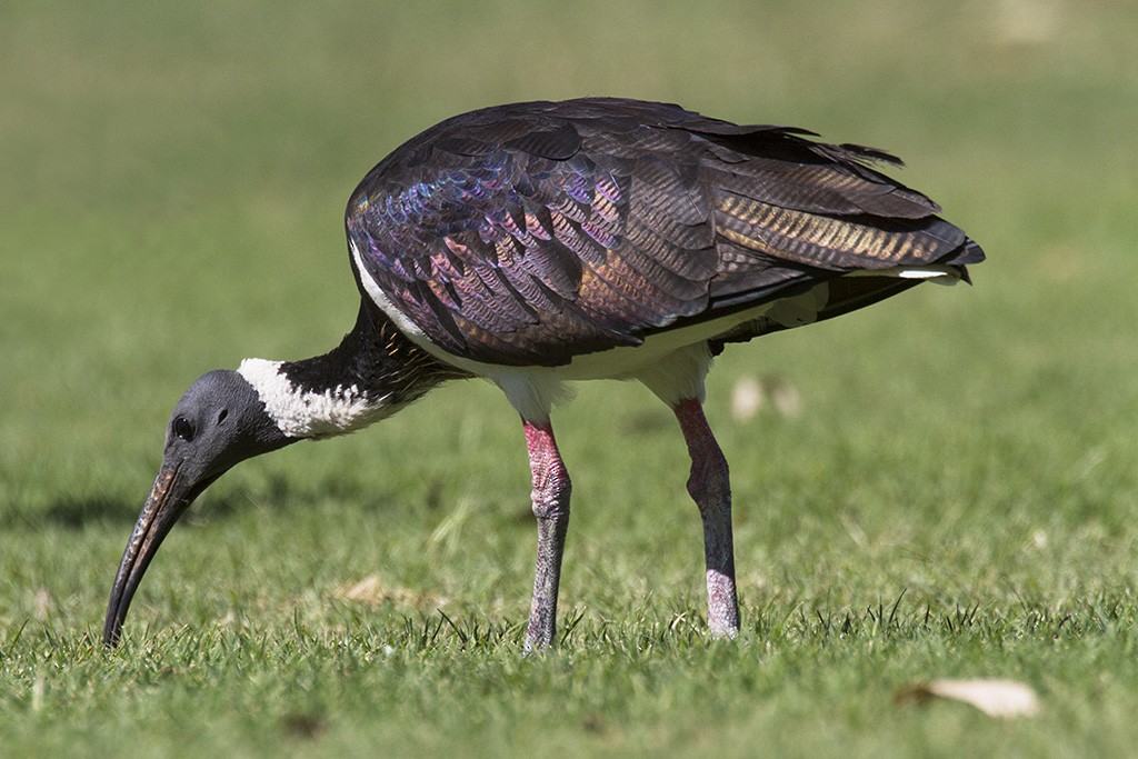 Straw-necked Ibis - ML206217541