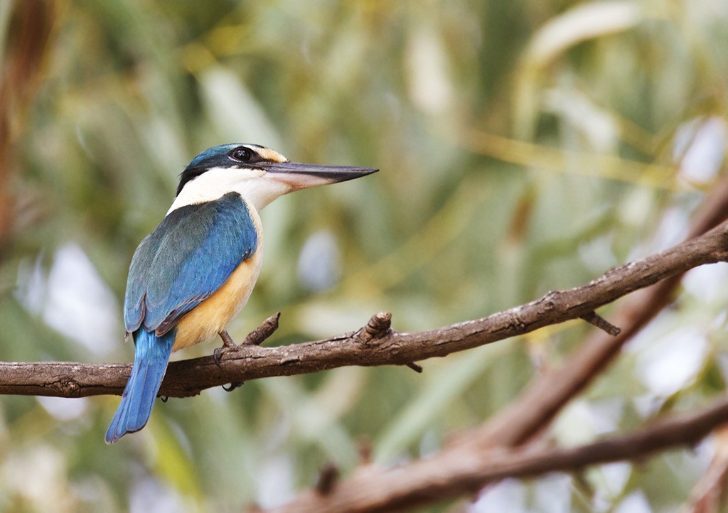 Sacred Kingfisher - ML206217571