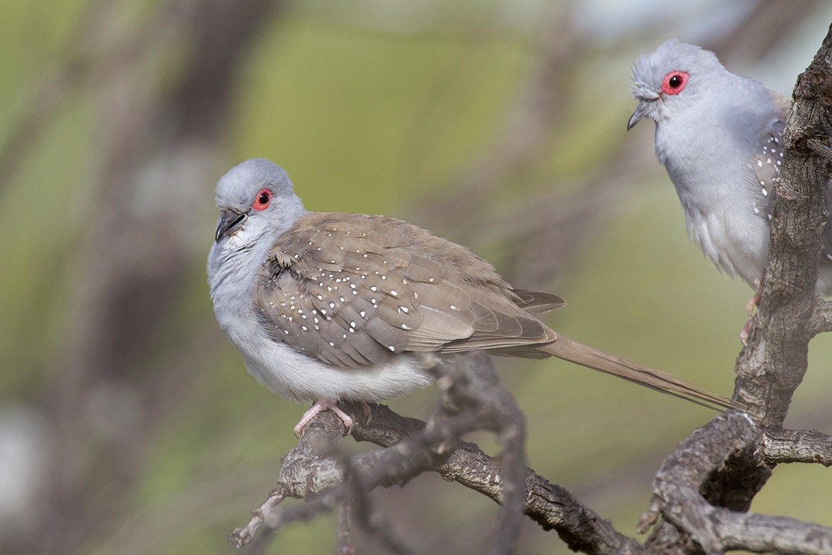 Diamond Dove - ML206217631