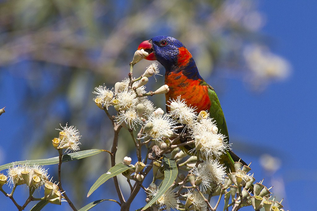 Red-collared Lorikeet - ML206217781