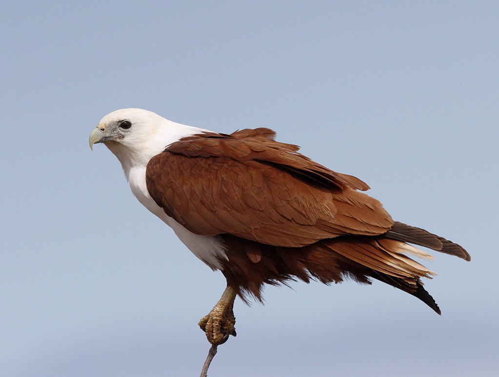 Brahminy Kite - ML206217961