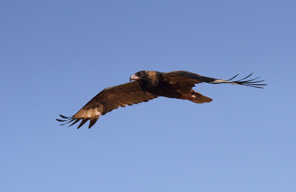 Black-breasted Kite - ML206217971