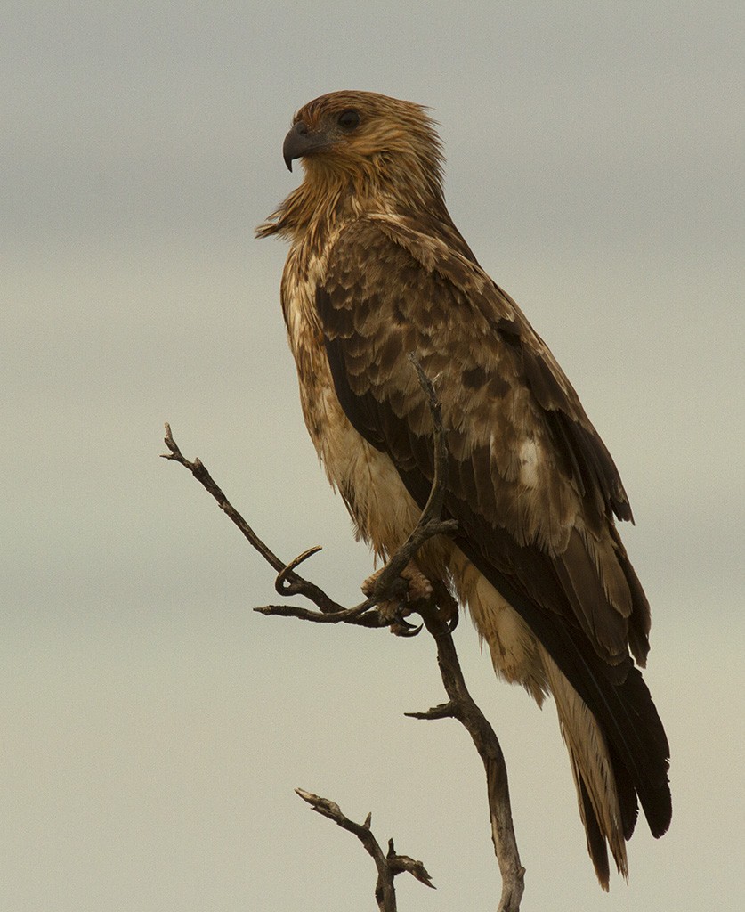 Whistling Kite - ML206218031