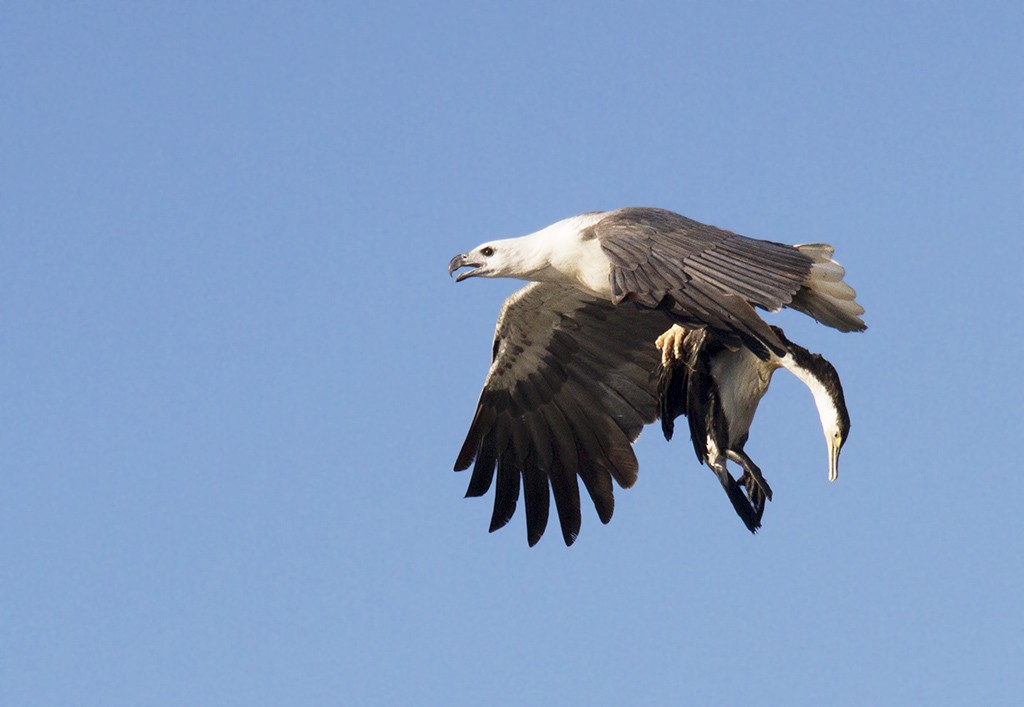 White-bellied Sea-Eagle - ML206218051