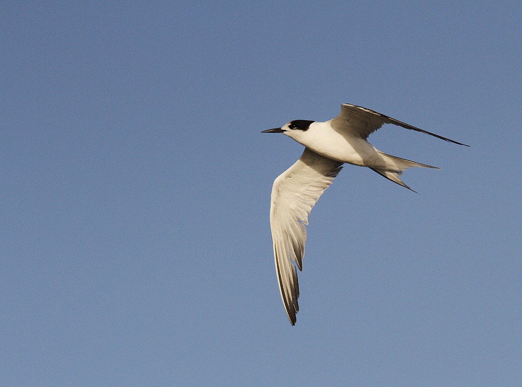 Common Tern - ML206218221