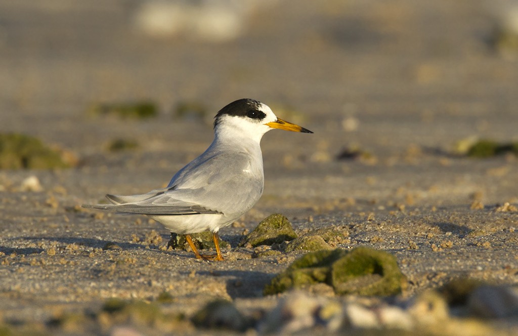 Australian Fairy Tern - Leslie George