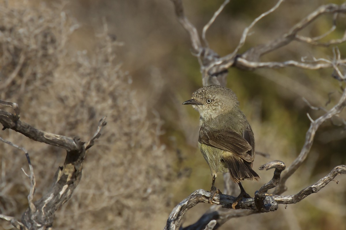 Slender-billed Thornbill - Leslie George