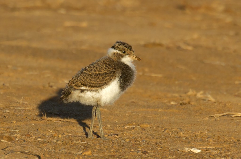 Banded Lapwing - ML206218401