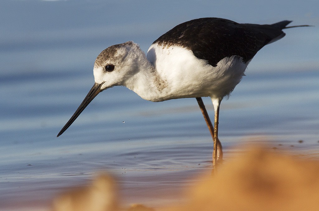 Pied Stilt - ML206218471