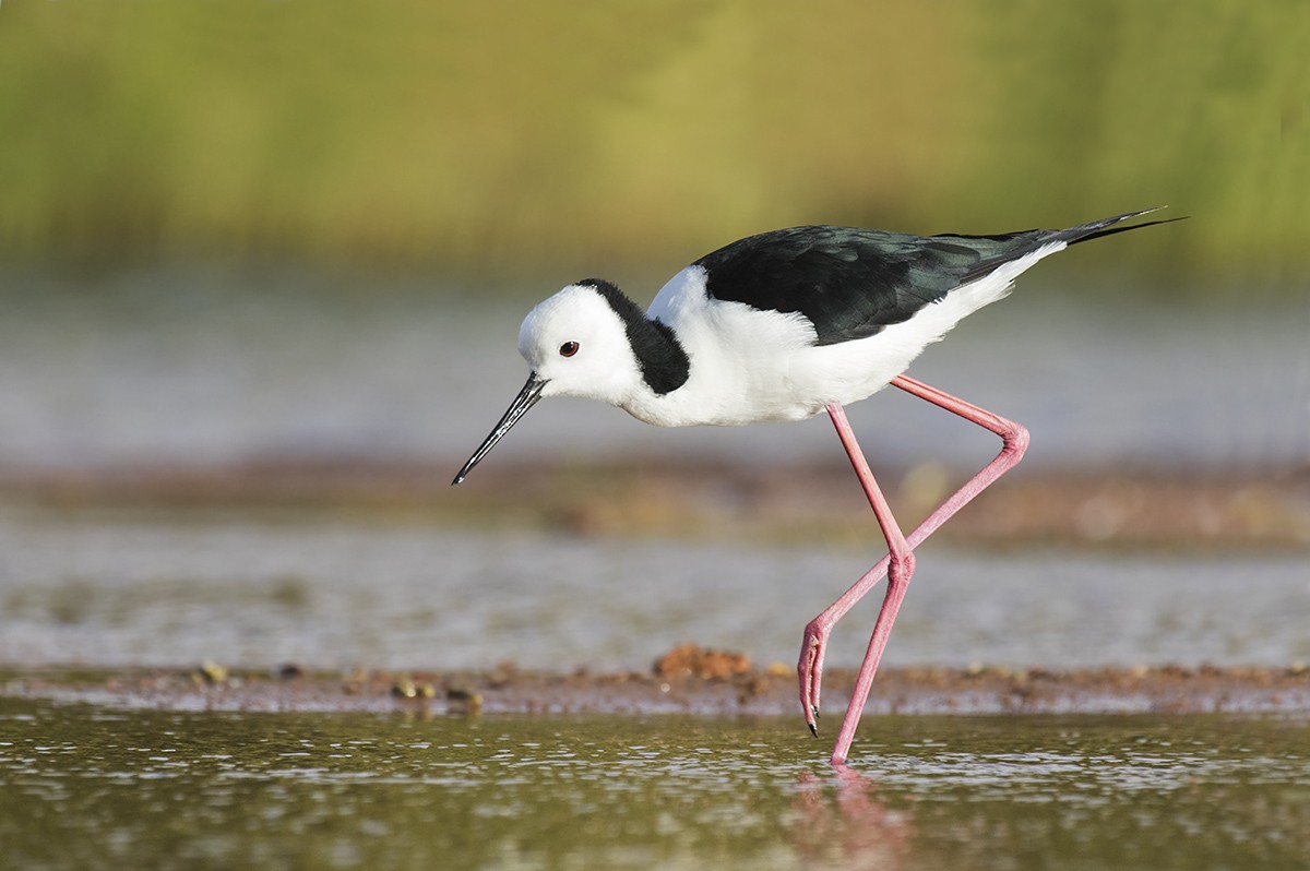 Pied Stilt - ML206218481