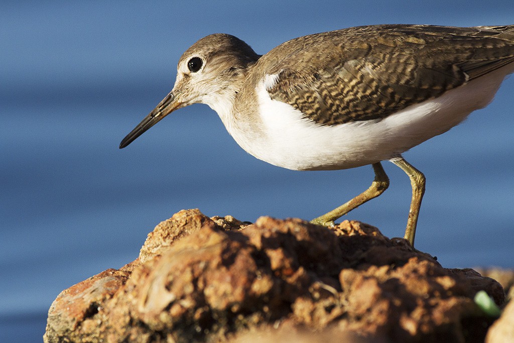 Common Sandpiper - ML206218511