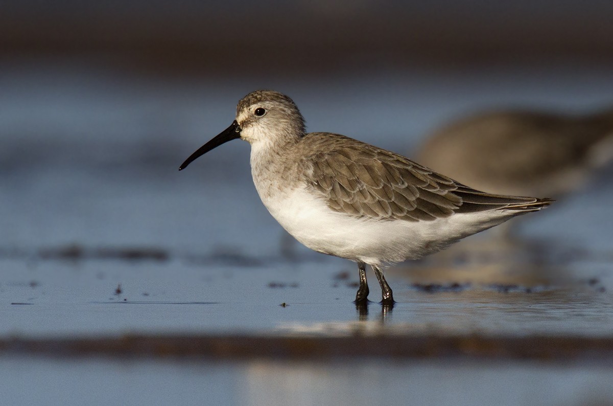 Curlew Sandpiper - ML206218521