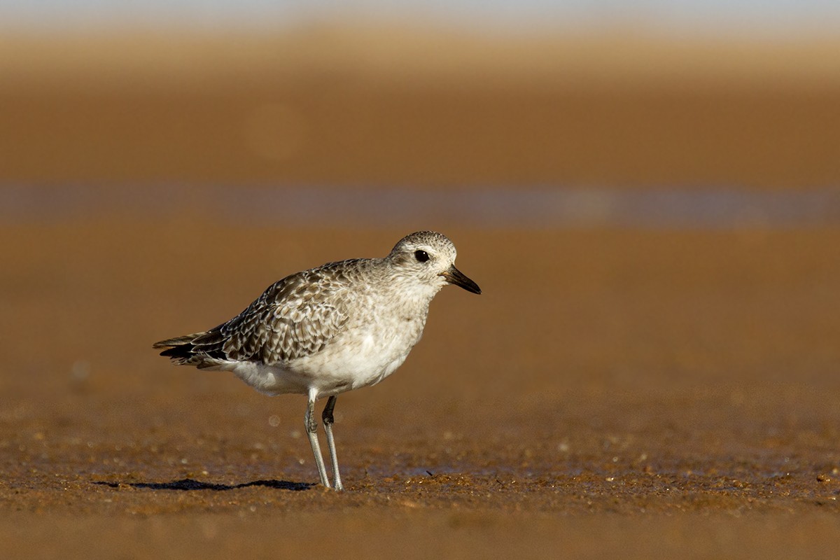 Black-bellied Plover - ML206218581