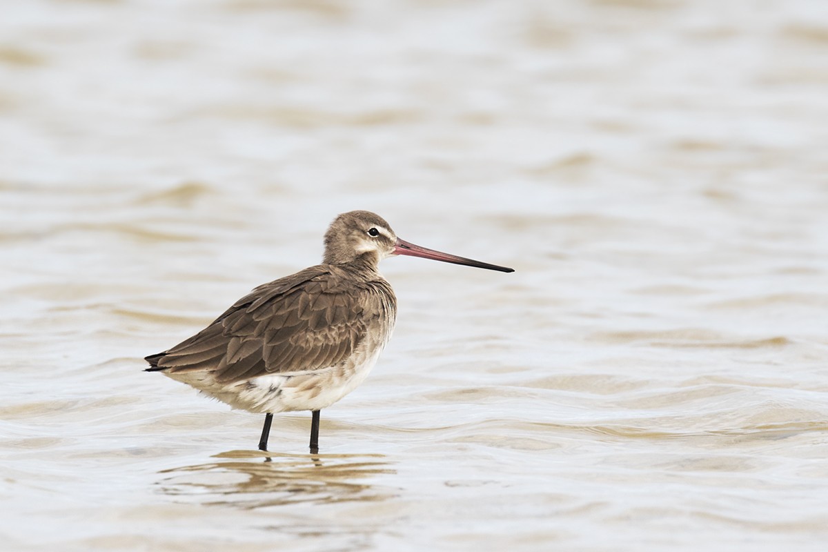 Black-tailed Godwit - ML206218601