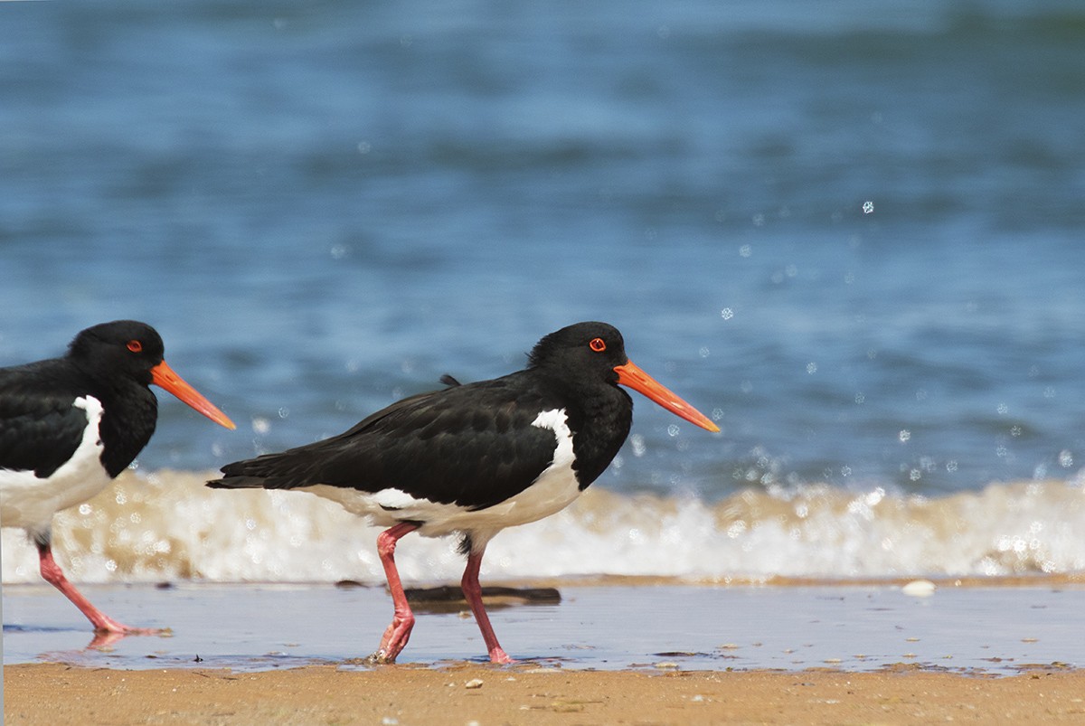 Pied Oystercatcher - ML206218691