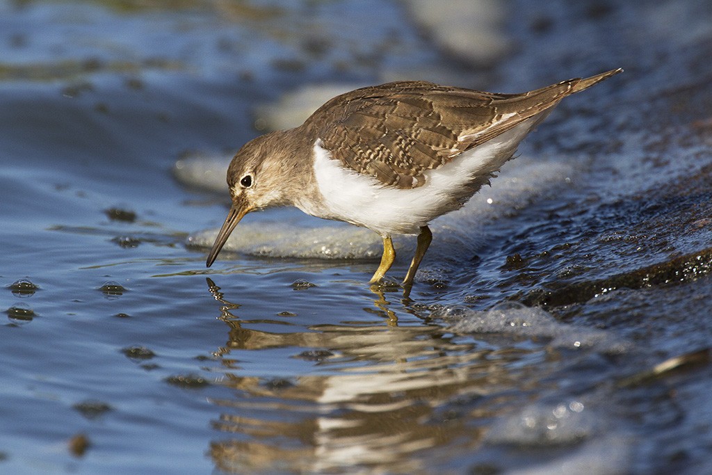 Common Sandpiper - Leslie George