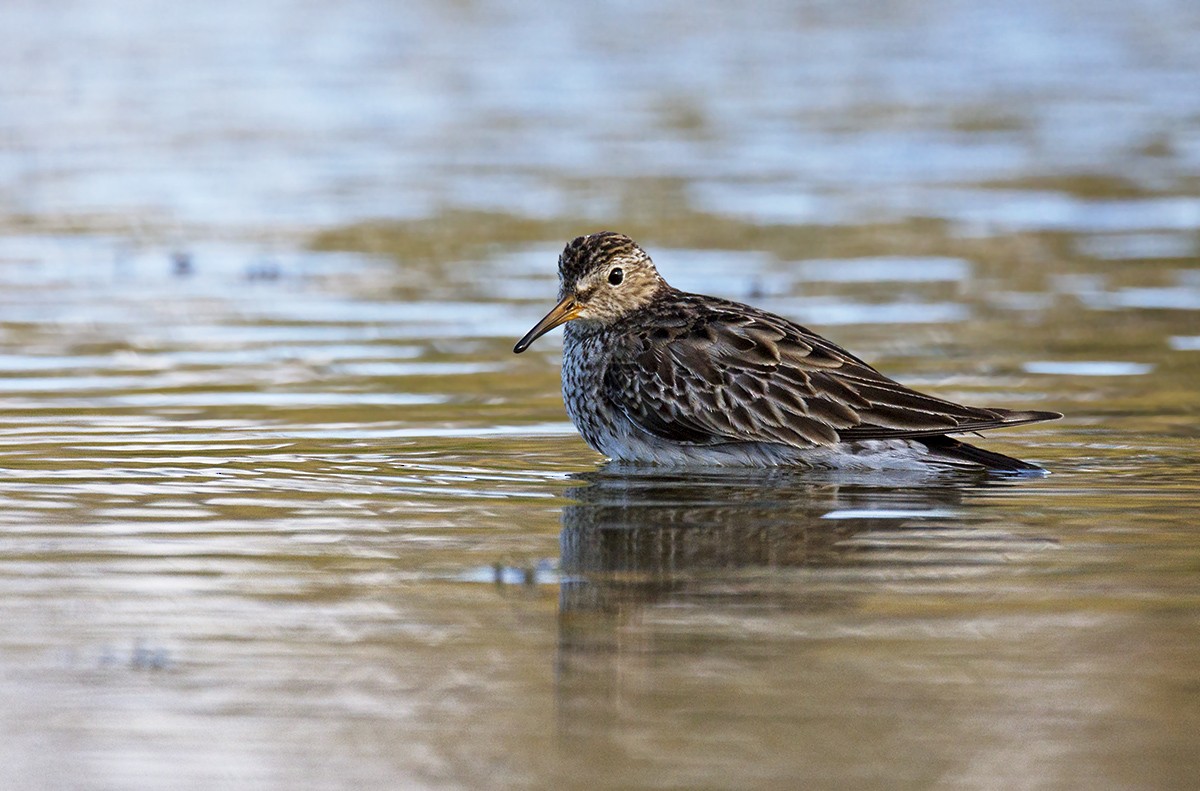 Pectoral Sandpiper - ML206218711