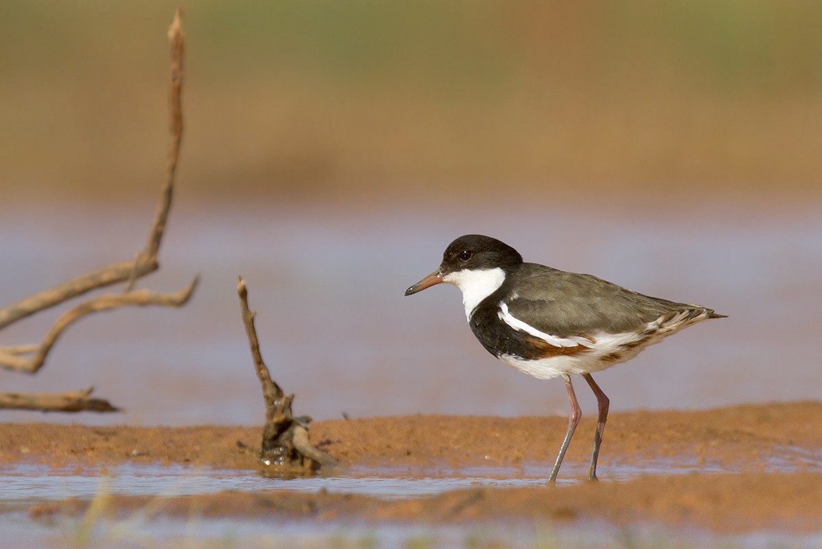 Red-kneed Dotterel - Leslie George