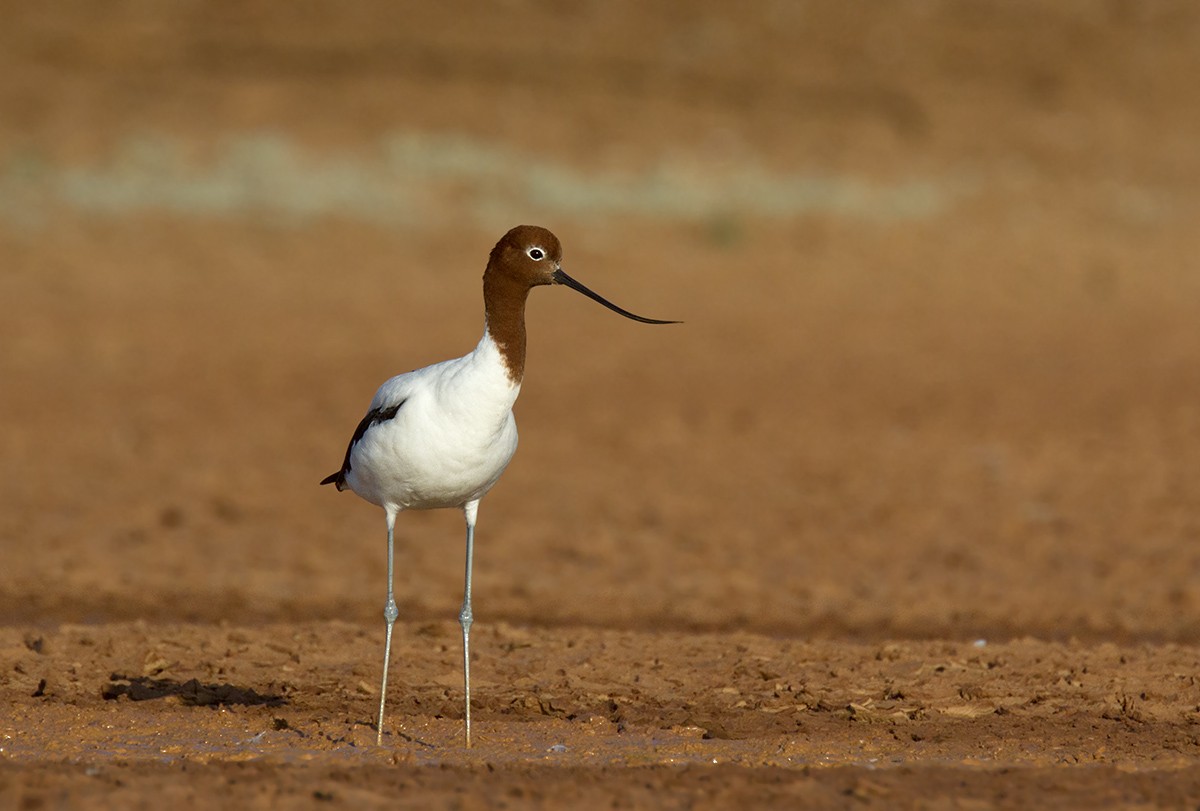 Red-necked Avocet - ML206218791