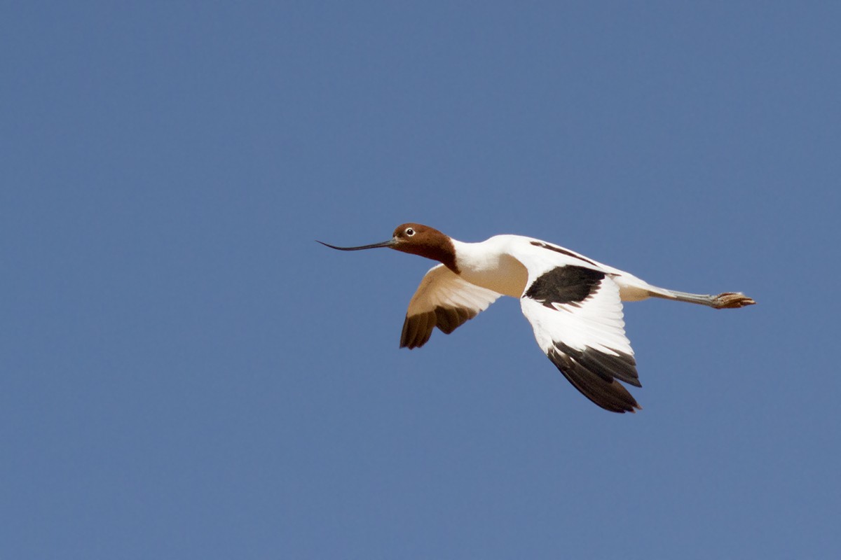 Red-necked Avocet - ML206218801