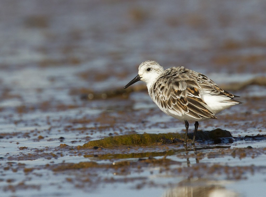 Sanderling - ML206218841