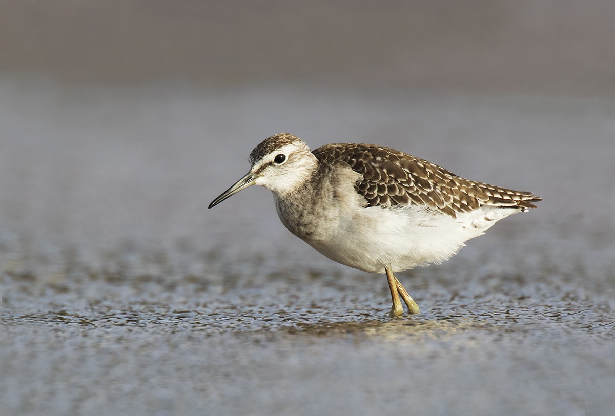 Wood Sandpiper - Leslie George