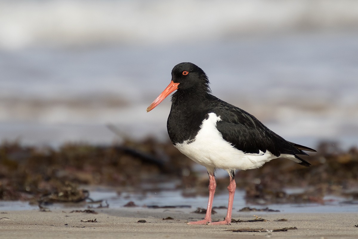 Pied Oystercatcher - ML206219071