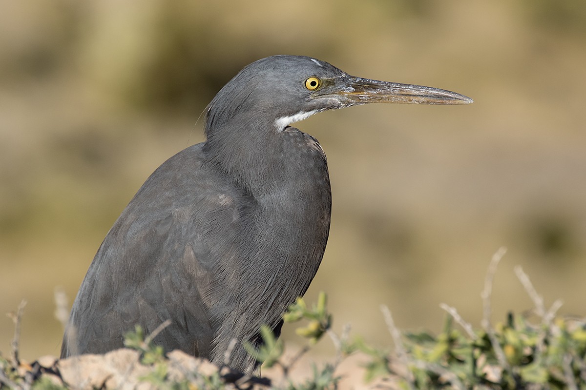 Pacific Reef-Heron - ML206219301