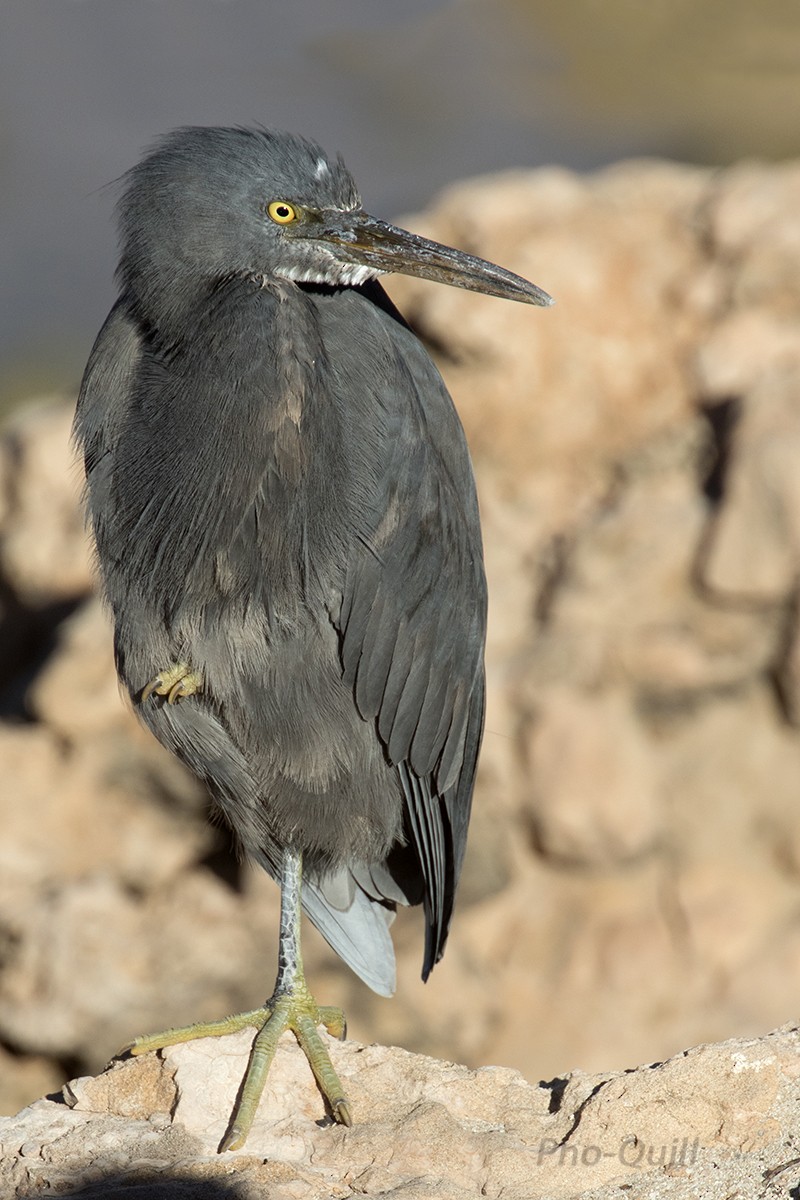 Pacific Reef-Heron - Leslie George