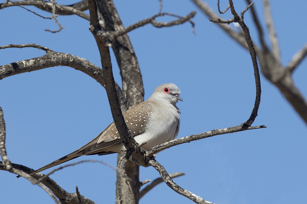 Diamond Dove - ML206219561