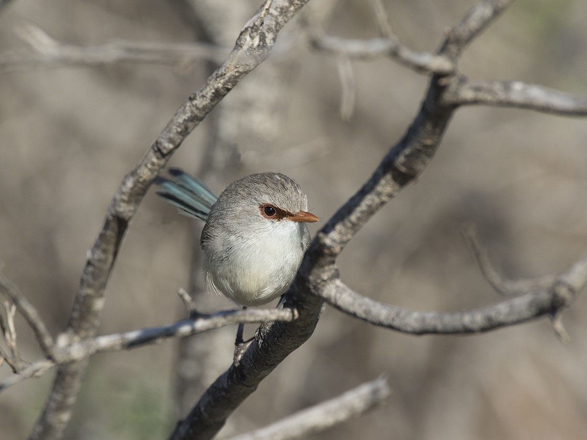 Purple-backed Fairywren - ML206219581