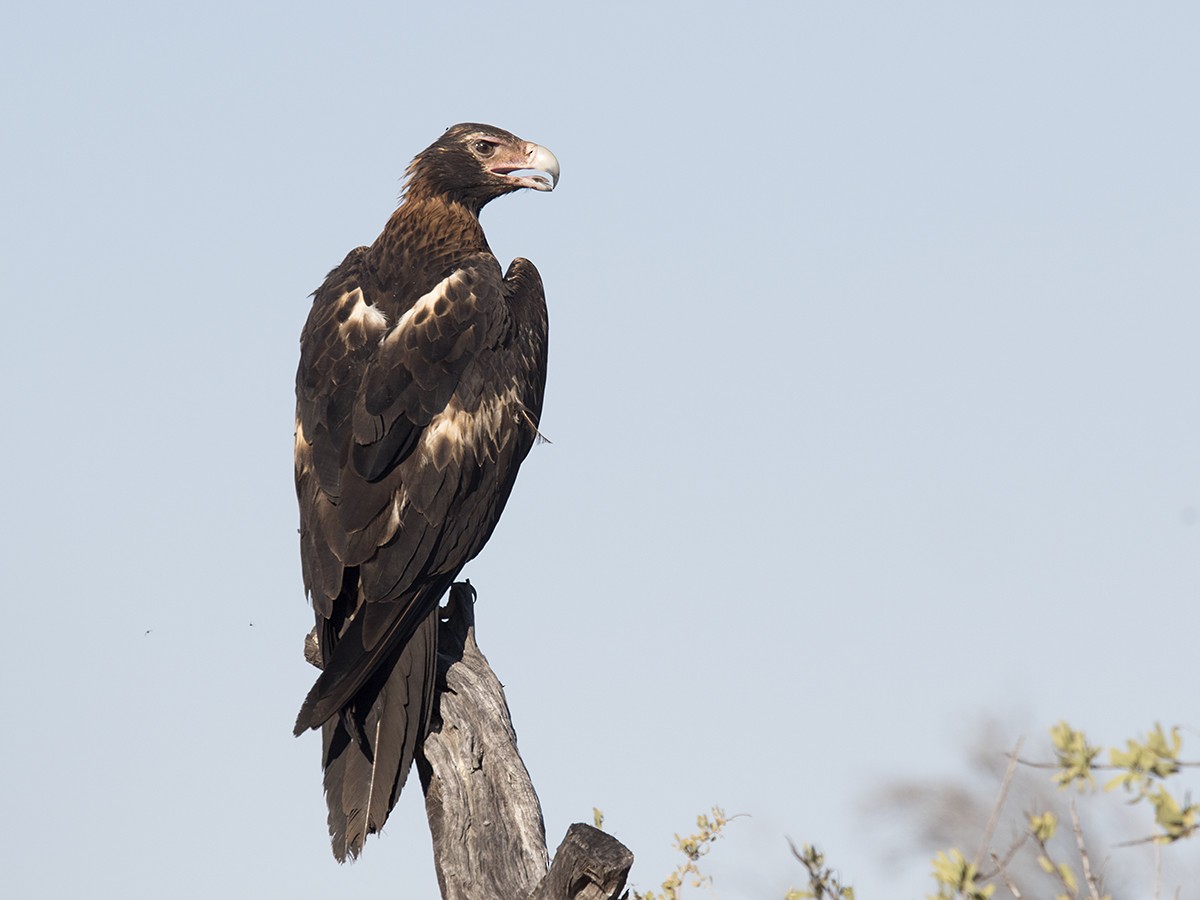 Águila Audaz - ML206219611