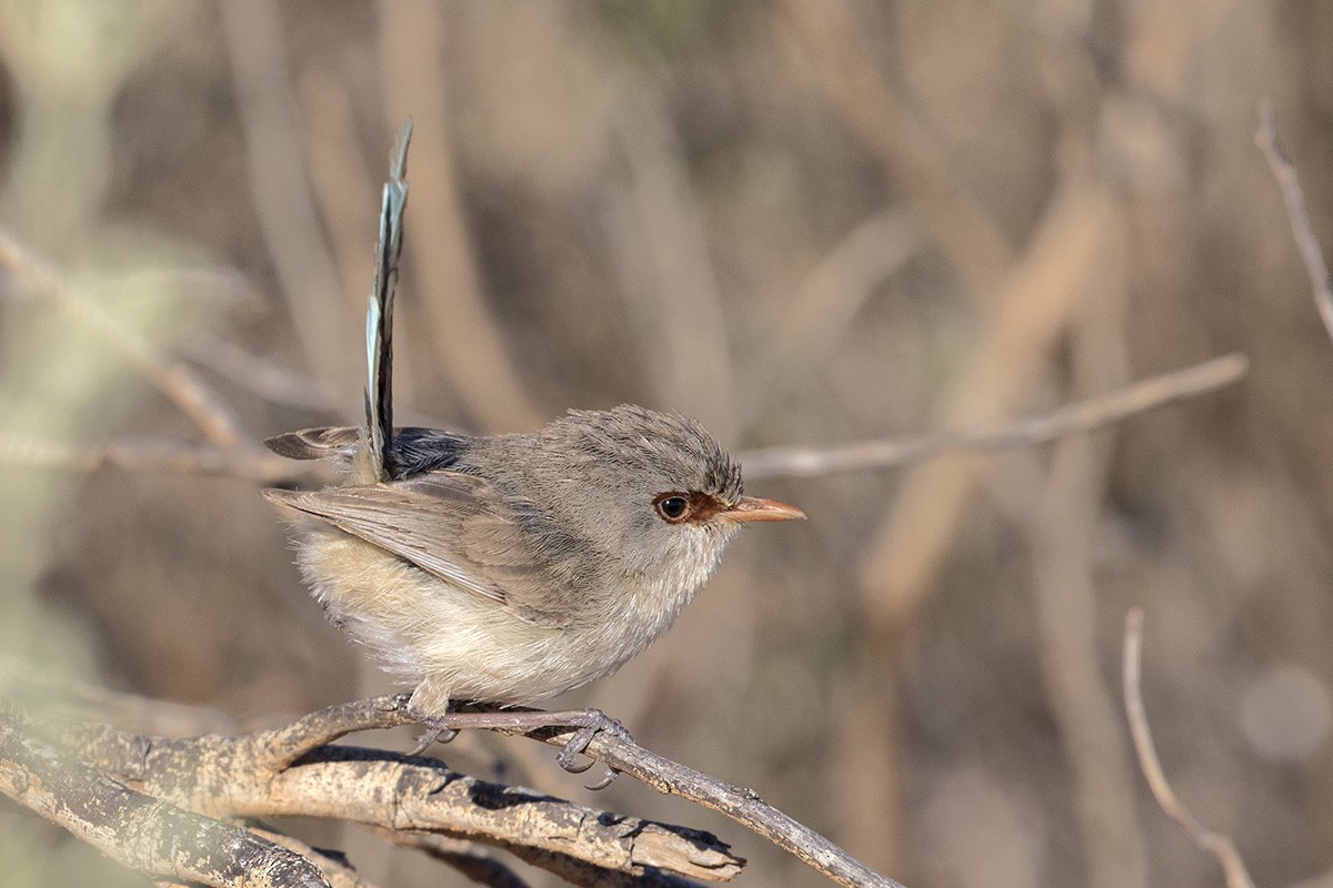 Purple-backed Fairywren (Purple-backed) - ML206219661