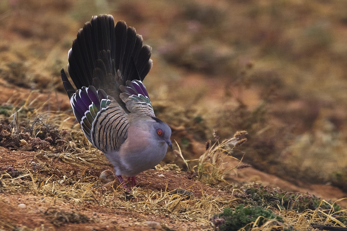 Crested Pigeon - Leslie George